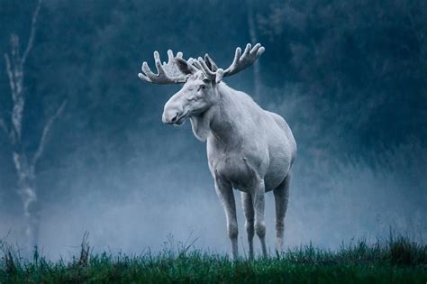 Sweden's Famous White Moose in All His Mystical Glory | Albino moose, White moose, Animals