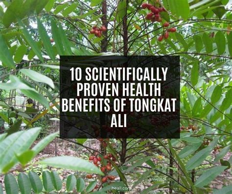 10 Scientifically Proven Health Benefits Of Tongkat Ali | Heall