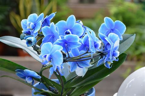 Blue Orchid Flower Symbolism (Top 10 Meanings) - Give Me History