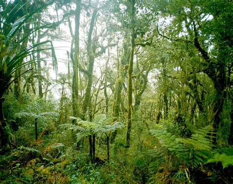 El Niño Meets the Rain Forest - The New Yorker