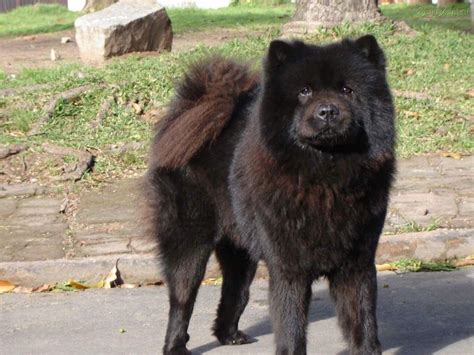 Smooth Chow Chow Black Chow Chow, Chow Chow Puppy, Best Dogs For Families, Family Dogs, Chinese ...