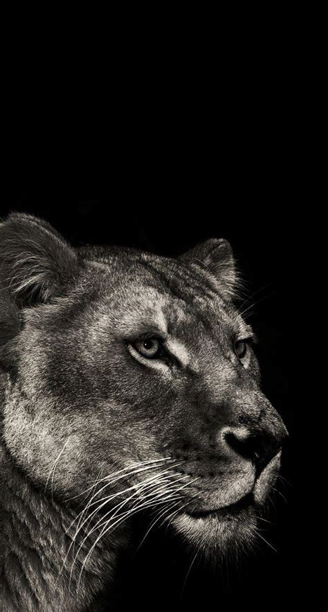 Lioness Wallpapers - Top Free Lioness Backgrounds - WallpaperAccess