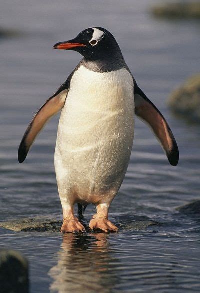 Gentoo Penguin Facts, Habitat, Predators, Lifespan, Pictures Found on Bing from www.animalspot ...