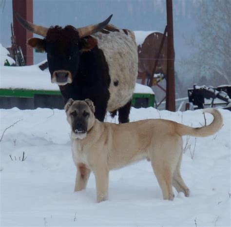 What makes a "Boz" a Boz — Boz Shepherd Dog Breeders Association TBBA ...