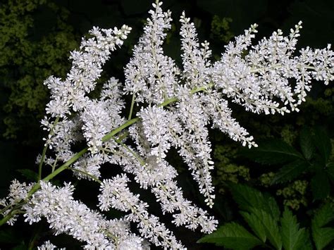 Astilbe ~ False Spirea Plant Care Guide ~ Varieties | Auntie Dogma's Garden Spot