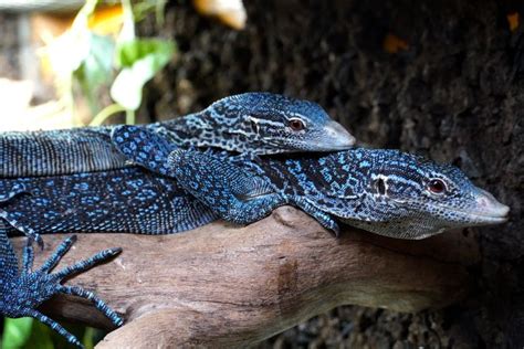 Blue Monitor Lizard Pet