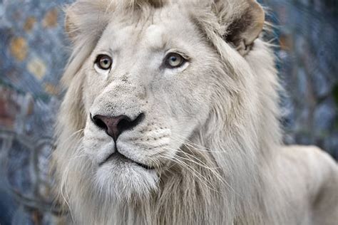 Royalty Free Albino Lion Pictures, Images and Stock Photos - iStock