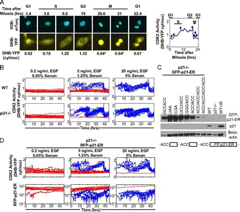 Basal p21 controls population heterogeneity in cycling and quiescent ...