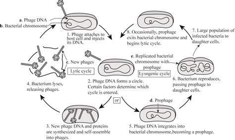 Lytic Cycle Diagram 5 Steps