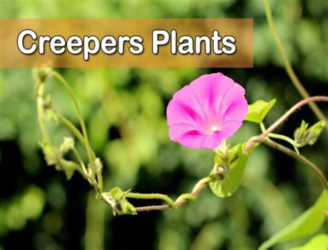 Get to Know the Creepers Plants and What Makes It Special