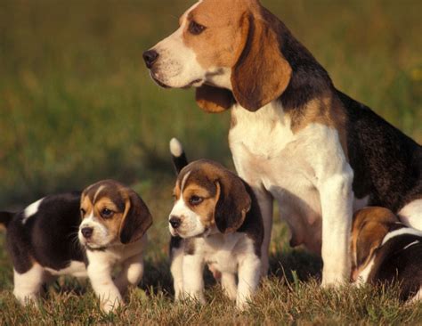 Unique Dog Names For A Girl Beagle - List With Meanings