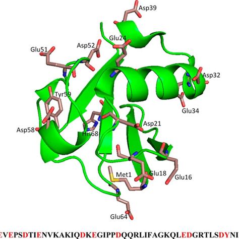 Ribbon crystal structure of bovine ubiquitin indicating the N-ter and... | Download Scientific ...