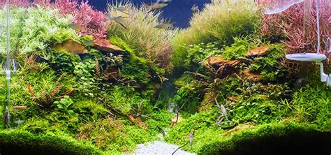 Maintaining Aquarium Water Quality | Tropical Fish Hobbyist Magazine