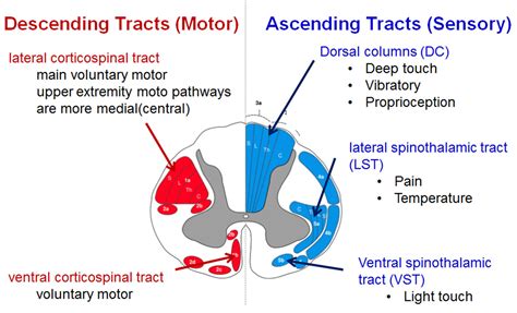 Spinal Cord Monitoring - Spine - Orthobullets