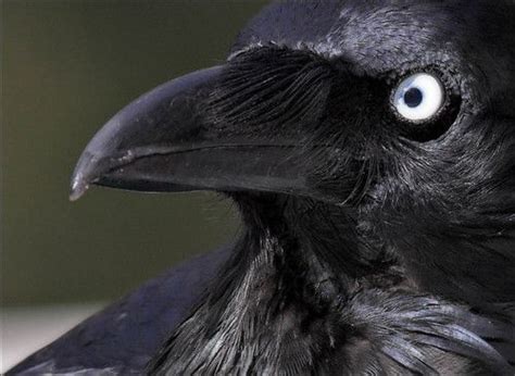 australian raven "that's a scarry eye . . ." | Raven pictures, Raven, Black bird