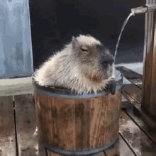 Capybara GIF - Capybara - Discover & Share GIFs