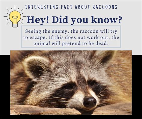 Pin on Raccoons