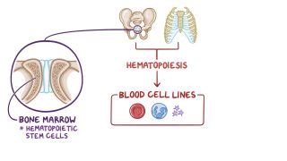 Hematological system