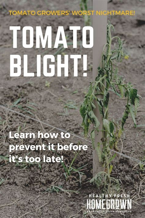 Tomato blight treatment and prevention tips – Artofit