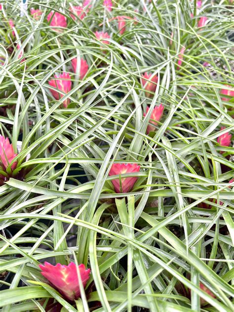 Tillandsia Cyanea Bromeliad Pink Quill Plant - Etsy