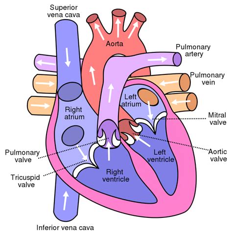 Cardiovascular System Heart Function