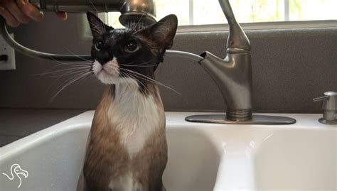 WATCH: Cats Taking Showers