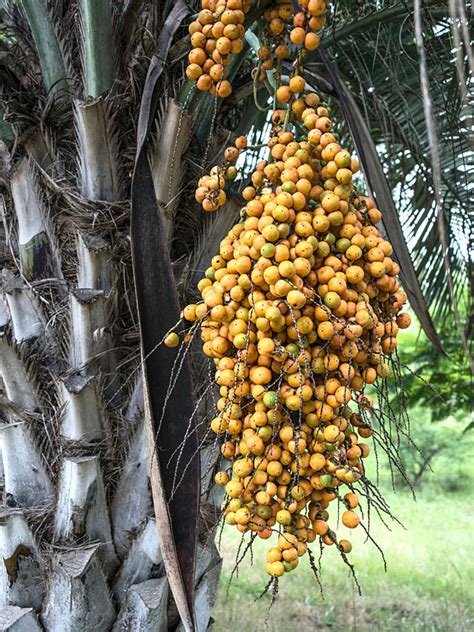 Pindo Palm Tree Fruit : Pindo Palm (Jelly Palm) | San Diego Zoo Animals ...