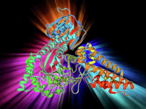 Family 84 Glycoside Hydrolase Molecule Photograph by Laguna Design - Pixels