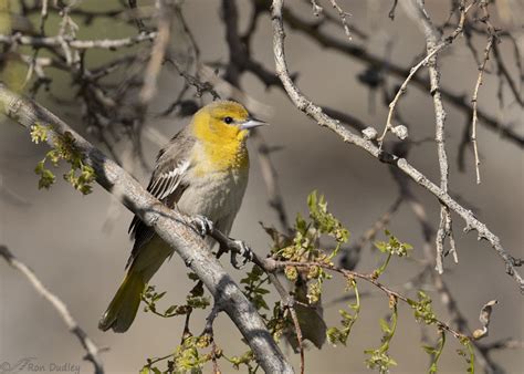 Female Bullock’s Oriole – Feathered Photography