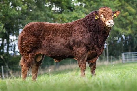 Bulls For Sale | Lissett Limousins | Pedigree Limousin Bulls | East Yorkshire | Limousin