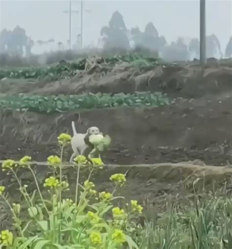 WholesomeMemes on Twitter: "This dog loves his veggies so much that he ...