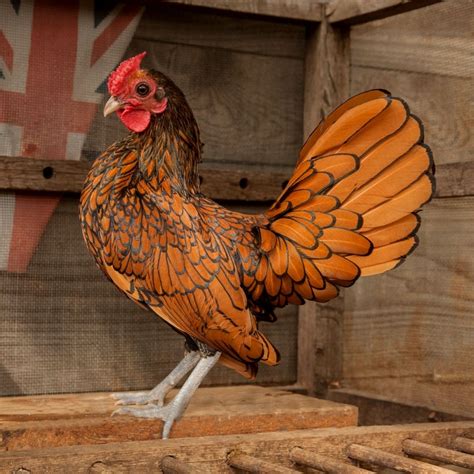 Golden Sebright | Bantam chickens, Bantam chicken breeds, Fancy chickens