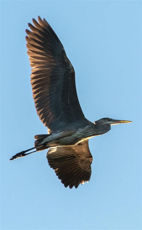 St. Vrain State Park is one of the best places in northern Colorado to view and photograph ...