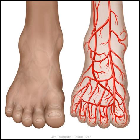 'Front Foot,' a Technical Illustration by Jim Thompson