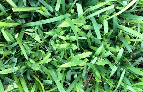 I can't identify a grassy lawn weed #150891 - Ask Extension