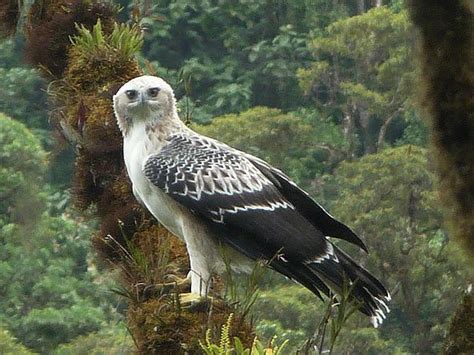 Papuan Eagle | Types of eagles, Vulnerable species, Eagles