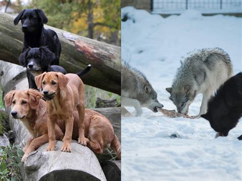 Wolves cooperate but dogs submit, study suggests | Science | AAAS