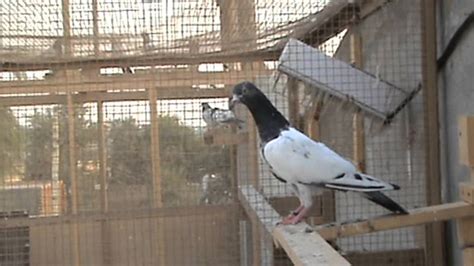 pakistani pigeons special teddy breed pirmahal - YouTube