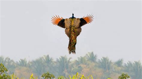 Most Beautiful Flying Peacocks Photos | 99inspiration