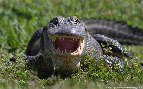 Interesting facts about alligators – Just Fun Facts