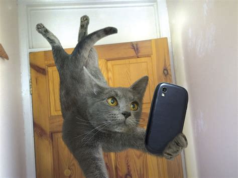 Download Smartphone Selfie Funny Cat 4k Ultra HD Wallpaper