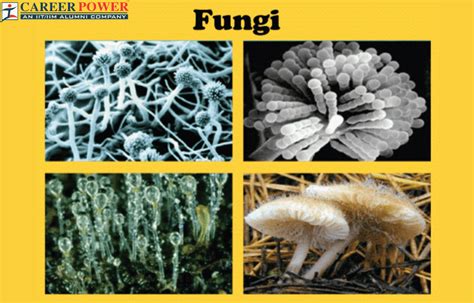 Fungi: Diagram, Classification, Characteristics and its Types