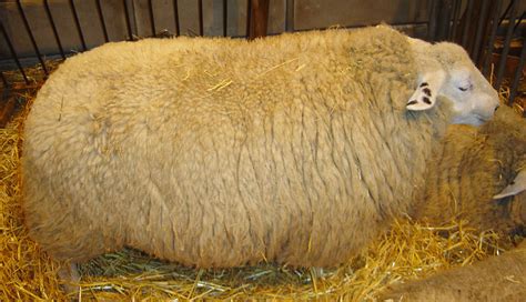File:Sheep DSC04001.jpg - Wikipedia