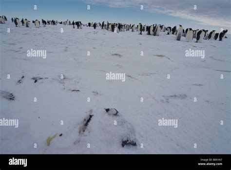 DEAD EMPEROR PENGUIN CHICKS, ANTARCTIC Stock Photo - Alamy