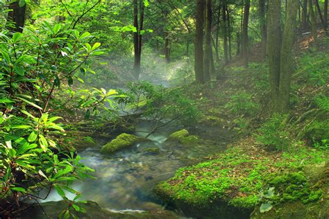 Free picture: wood, nature, leaf, landscape, tree, rainforest ...