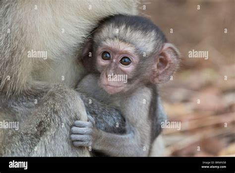 Mother and baby monkey hi-res stock photography and images - Alamy