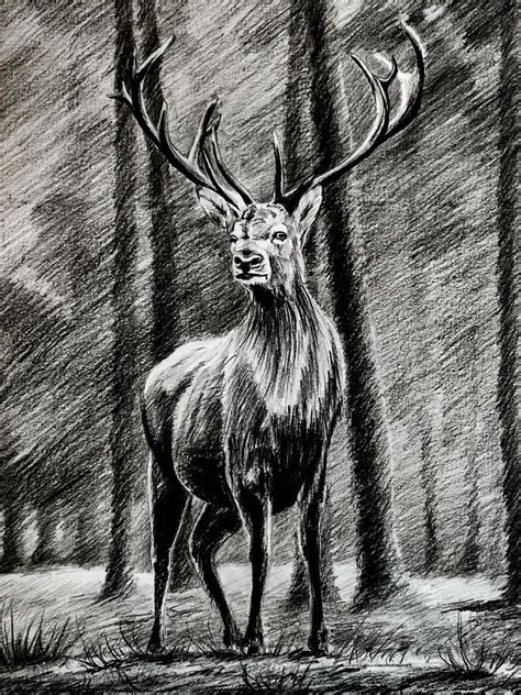 Deer in a forest drawing charcoal and pencil Drawing by Art Tyshenko ...