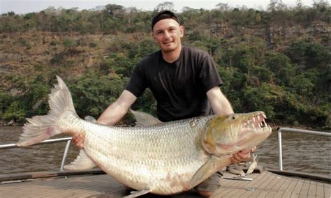 Discover the River Monster Fish with Teeth the Size of a Great White Shark! - Wiki Point