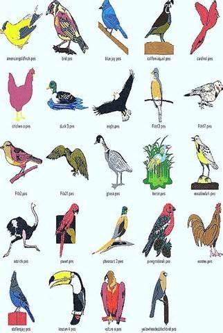 Birds(AVES) are highly evolved vertebrates In the Jurassic period of | Animals, Birds, Bird ...