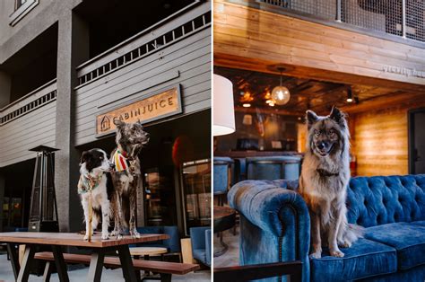 Breckenridge Dog-Friendly Travel Guide: Where to Stay, Eat, Drink, and More